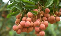 Vải thiều Việt hưởng “trái ngọt” từ EVFTA