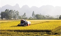 Viet Nam targets green and climate-resilient agricultural sector by 2030