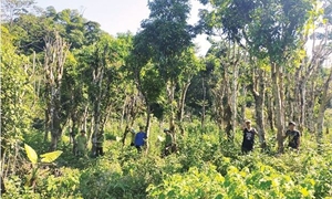Phú Thọ: Bảo tồn giống chè Shan tuyết cổ thụ ở Vườn quốc gia Xuân Sơn