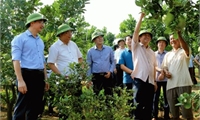 Kế hoạch phát triển cây bưởi trên địa bàn tỉnh giai đoạn 2022-2025
