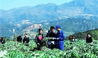 Hỗ trợ tới 1 tỷ đồng/dự án phát triển vùng trồng dược liệu quý ở miền núi