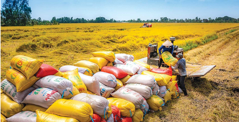 Lúa gạo Việt Nam hội nhập mạnh mẽ với thế giới