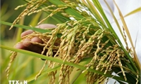 Lúa gạo Việt: Thành công từ những nghiên cứu giống lúa tốt