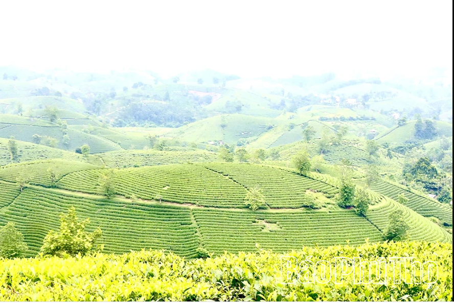 Phu Tho ranks among the leading provinces in tea cultivation and production