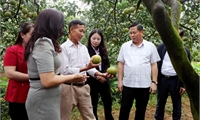 Tập trung phát triển sản xuất vùng bưởi Đoan Hùng có hiệu quả, thương hiệu bền vững