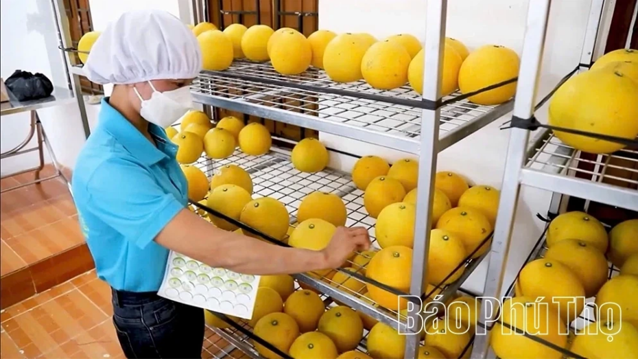 On the Export Region of Dien Grapefruit