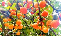 Tái canh cây cam: Hướng đi tất yếu để phát triển bền vững cây trồng chủ lực
