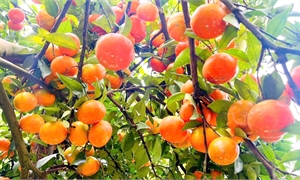 Tái canh cây cam: Hướng đi tất yếu để phát triển bền vững cây trồng chủ lực