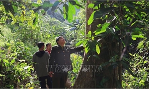 Mở rộng chính sách đầu tư bảo vệ rừng đặc dụng