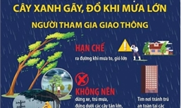 Hướng dẫn an toàn tránh tai nạn cây đổ và bảo vệ tài sản mùa mưa bão