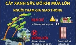 Hướng dẫn an toàn tránh tai nạn cây đổ và bảo vệ tài sản mùa mưa bão