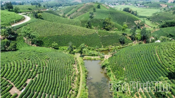 Taking the flavor of ancestral land tea far and wide